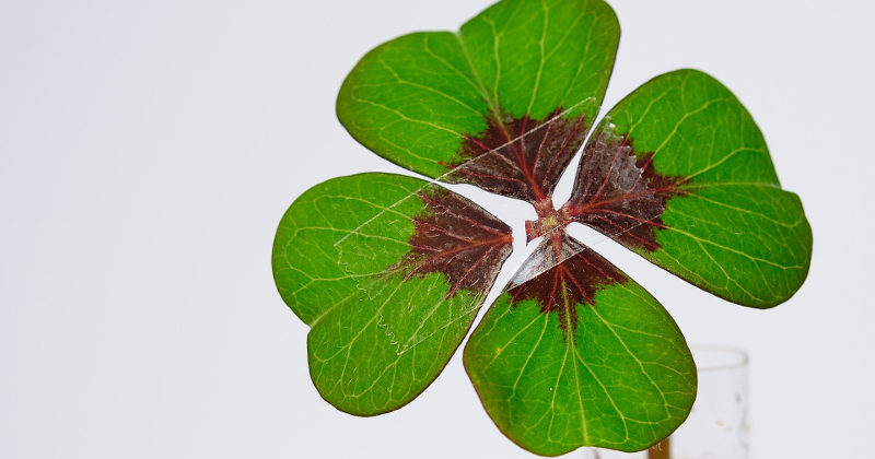 close up image of a four leave clover