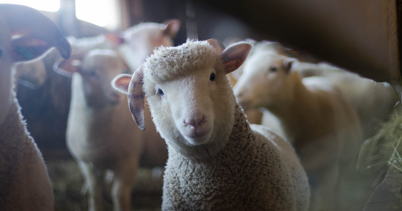 close up image of a sheep with a group of sheep in the background
