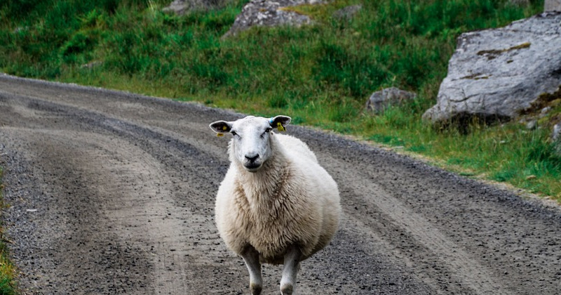 A fluffy sheep stands on a gravel road, surrounded by green grass and rocks, embodying the charm of rural UK landscapes.