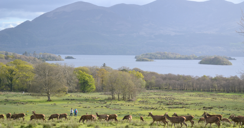 A serene landscape featuring grazing deer, trees, and two people walking by a tranquil lake surrounded by distant mountains.