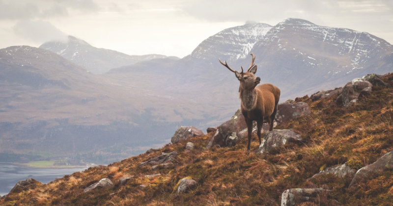 a deer standing on a rocky mountainside