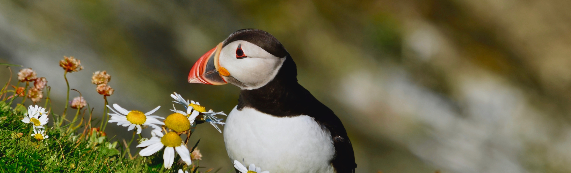 A Guide to Mull, Iona & Staffa: The Wildlife Haven