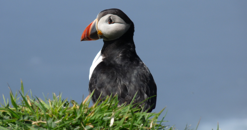 a puffin standing in the grass