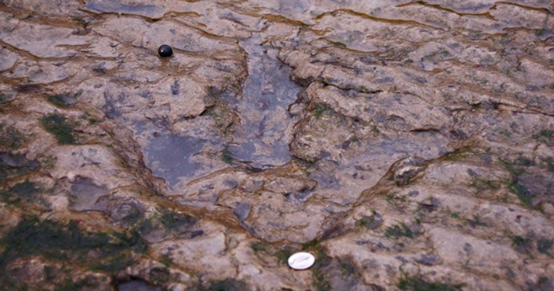 A dinosaur footprint in stone