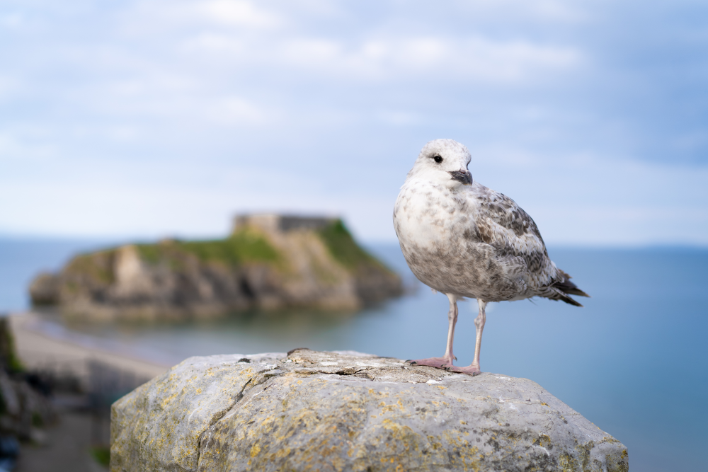 seagul on a rock with the sea and a small rocky island behind