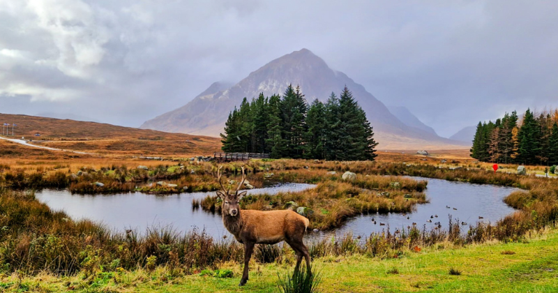 A serene landscape features a stag near a pond, surrounded by trees and mountains under a cloudy sky in the UK.