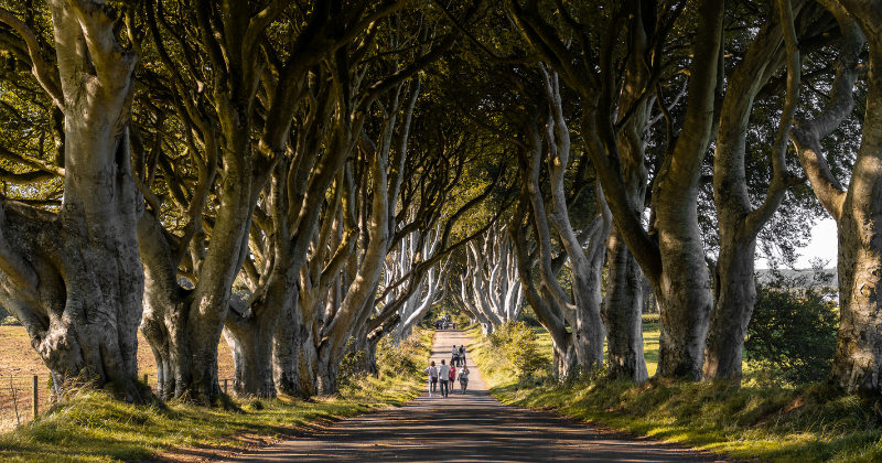 ireland's dark hedges landscape with a path in the middle and tree trunks lining the edge