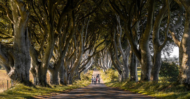 pathway in the middle of Ireland's iconic landmark Dark Hedges