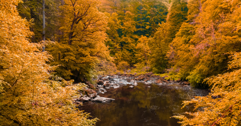 trees with orange leaves over a river