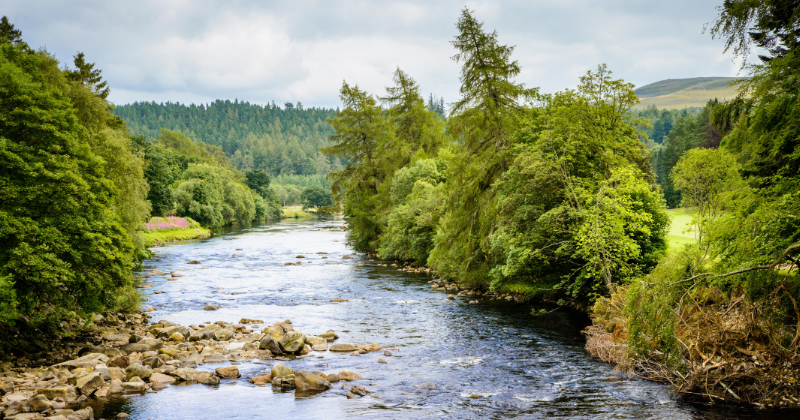 river flowing through the middle with green trees surrounding the banks