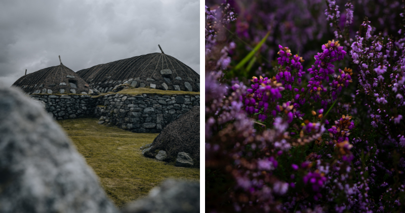 on the left the arnol blackhouse stone monument and on the right a close up of purple heather