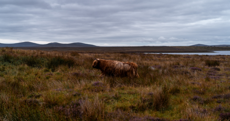 highland cow in a rugged scottish landscape