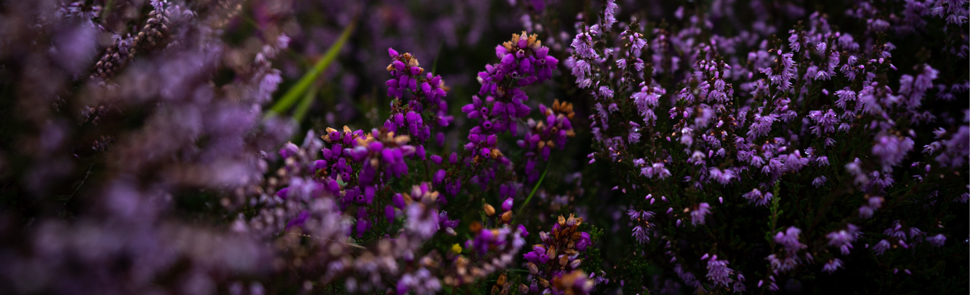 Haste Ye Back to the Outer Hebrides