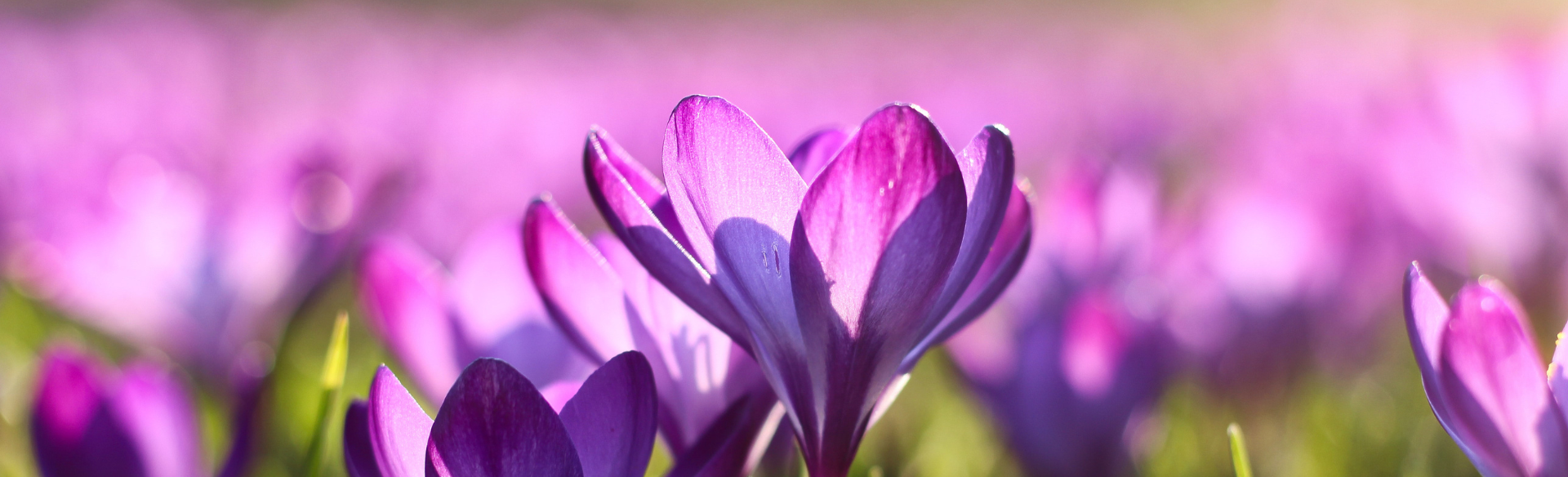 How to Celebrate the Spring Equinox in 2026