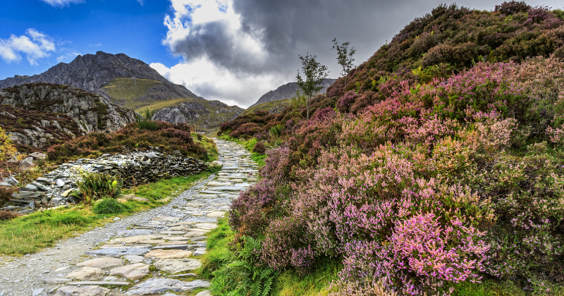 rocky pathway with purple heather lining the edge