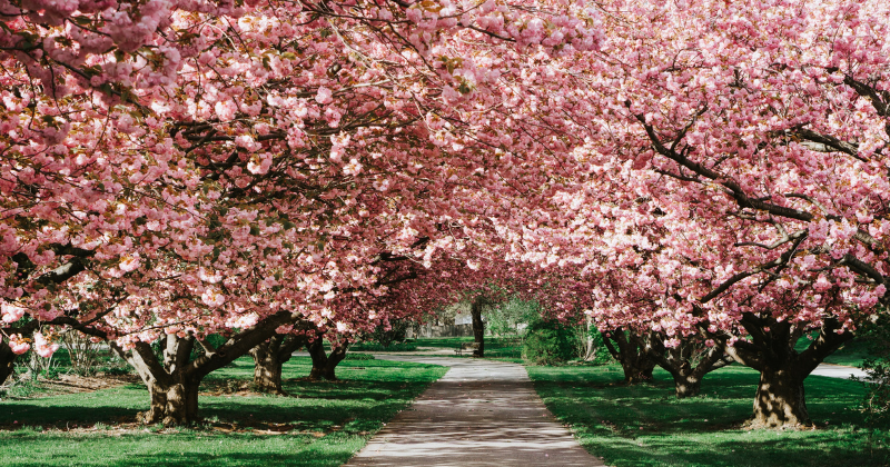 cherry blossom trees in full bloom