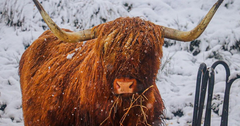 a highland cow with horns in the snow