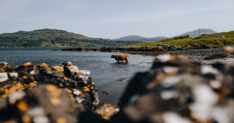 highland cow stood in a shallow lake with hills in the background