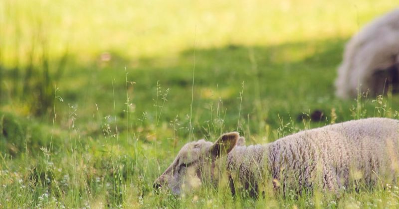 a sheep lay down sleeping in grass