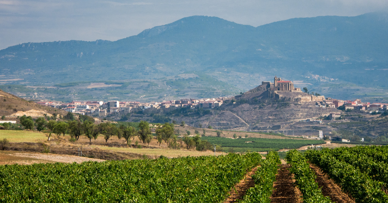 vineyard with green vines and a misty mountain background