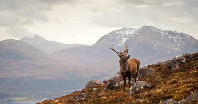 a stag stood on the side of a hill with mountains in the background during autumn