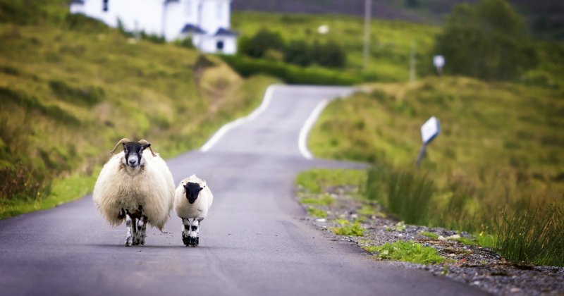 a sheep and a lamb walking down a road with green landscape around them