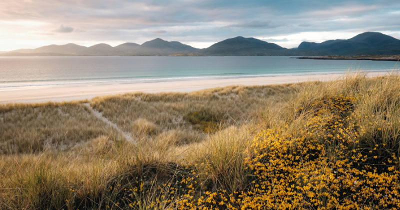 Scenic view of a sandy beach bordered by grass and yellow flowers, with mountains in the background under a cloudy sky.