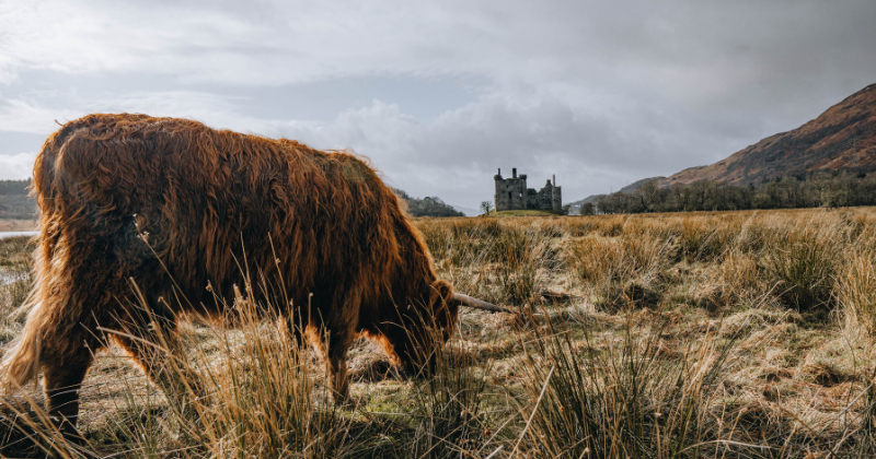 a highland coo grazing in front of a castle