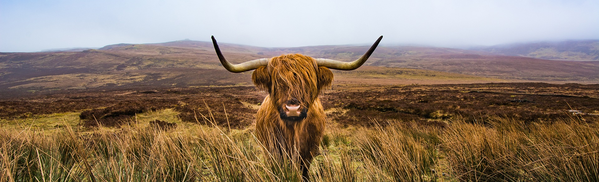 The Highland Cow - More Than Just a Hairy Face