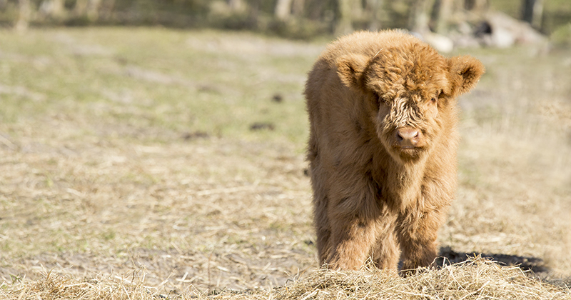 a baby highland cow