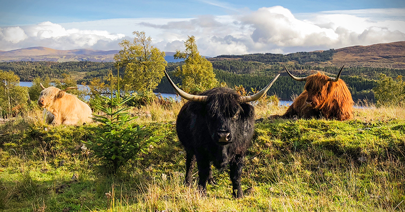 a white, a black and an orange highland cow