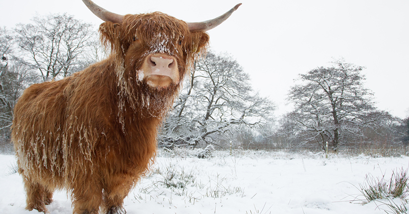 a highland cow standing in snow