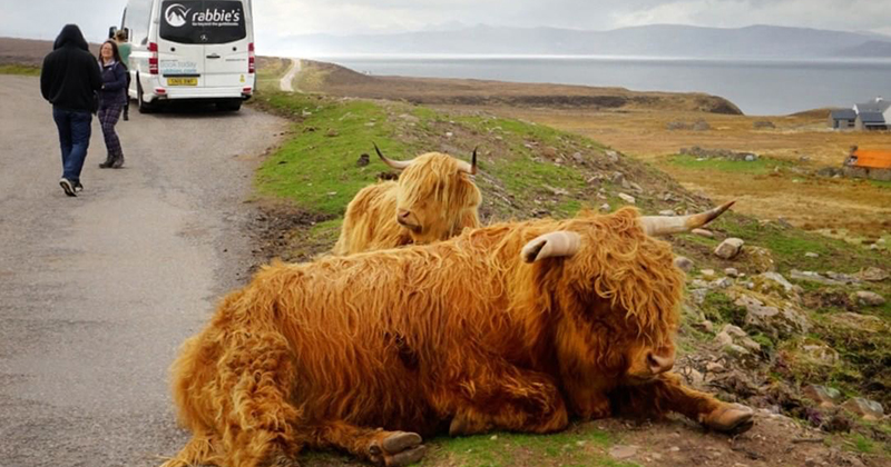highland cows lying by the side of the road with a rabbies bus in the background