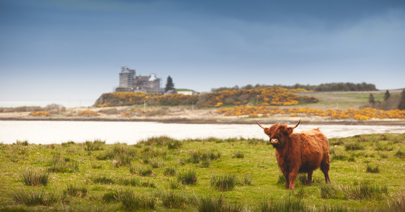 a highland cow in a field near a castle