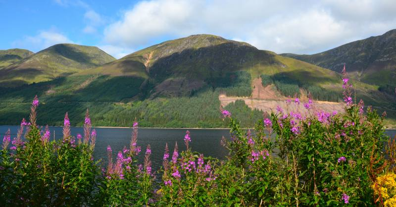 green mountains in the background with purple heather in front