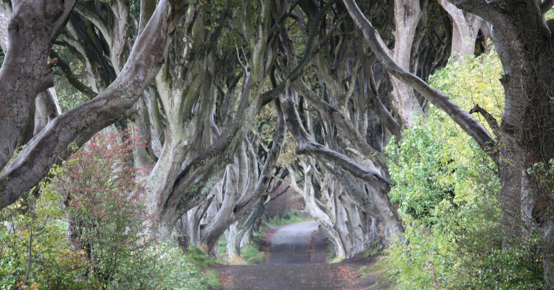 A person stands on a path surrounded by towering trees, creating a natural archway, evoking a sense of adventure.