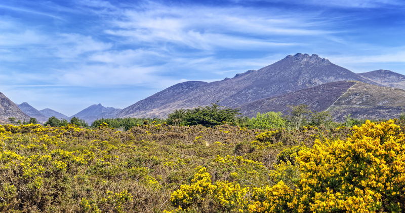 Scenic view of vibrant yellow flowers in a valley, with rolling hills and mountains under a bright blue sky in the UK.