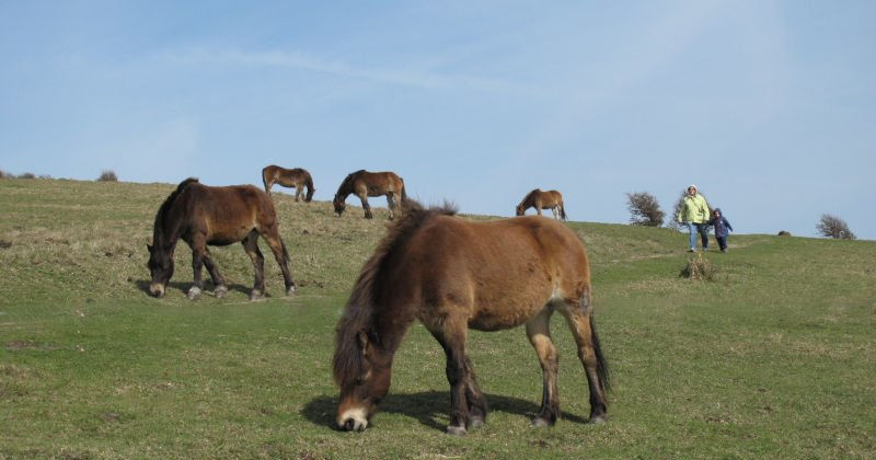 ponies grazing in a field