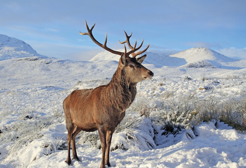 Winter Wildlife in Scotland